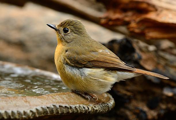 istock female hill blue flycatcher 544477766