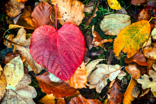 Red heart shaped leaf on top of yellow and brown autumn leaves. Lime tree leaf