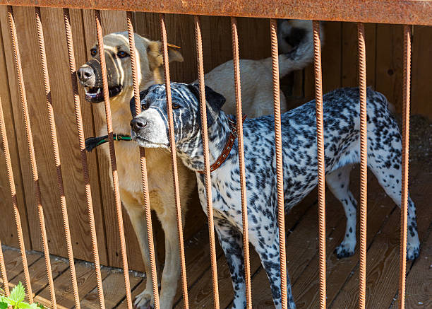 istock Two dogs at the shelter 544478544