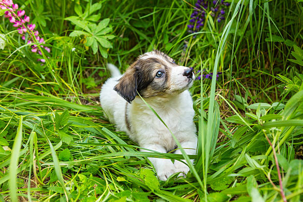 istock Little red puppy sitting in tall grass 544478762