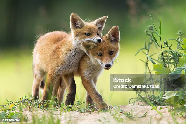 Photo libre de droit de Red Fox Chiots banque d'images et plus d'images libres de droit de Chiot - Chiot, Renard roux, Jeune animal