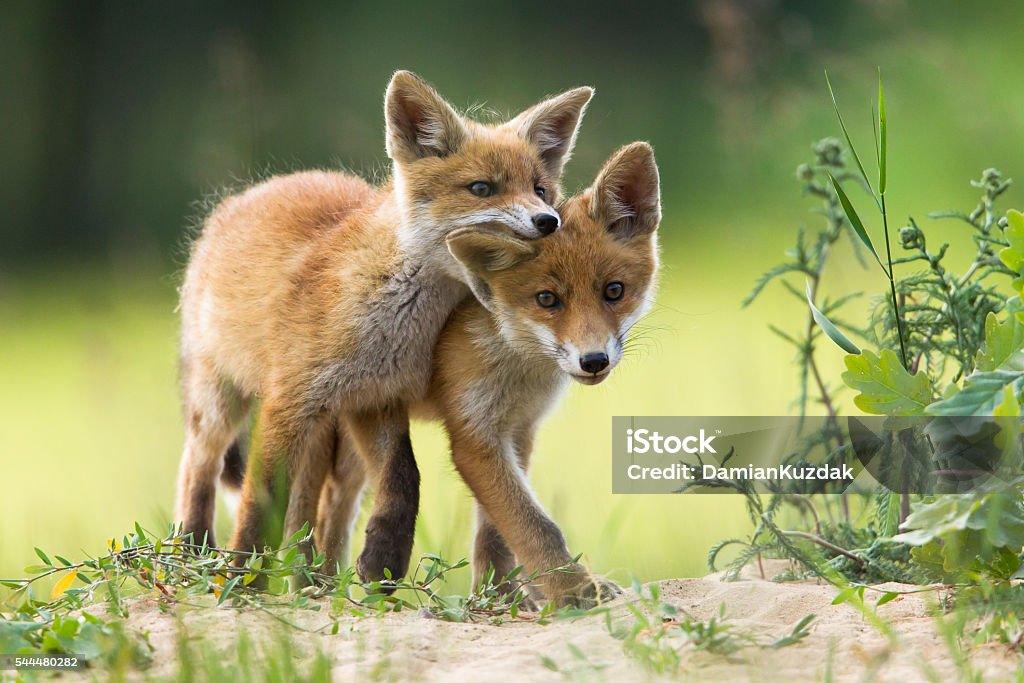 Red fox pups Red Fox (Vulpes vulpes).  Puppy Stock Photo