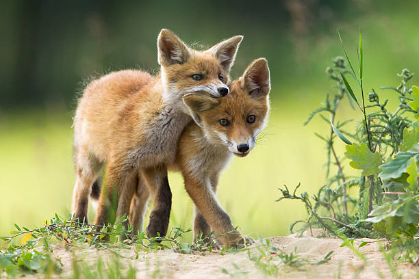 Red fox pups stock photo
