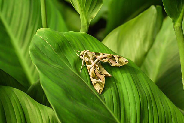 Daphnis nerii, army green moth Daphnis nerii, oleander hawk-moth or army green moth oleander hawk moth stock pictures, royalty-free photos & images