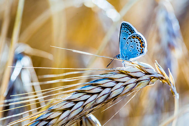 Blue butterfly on the wheat