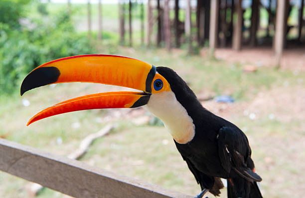 istock Funny bird of toucan 544481676