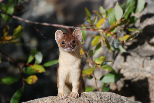 Cute Young Long Tail Weasel, Colorado Rocky Mountains 