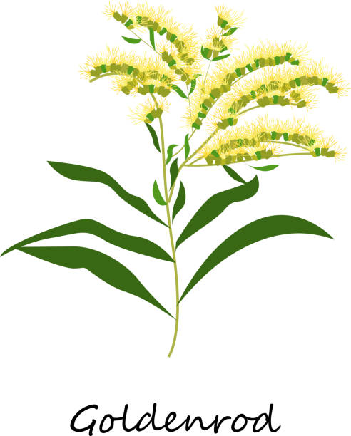 solidago canadensis에, 미역취 꽃. - goldenrod stock illustrations