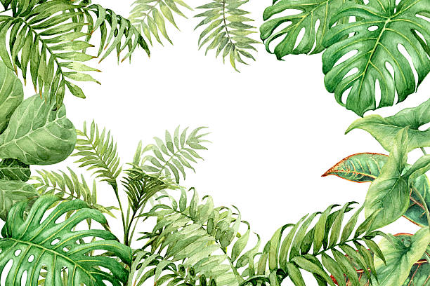 illustrazioni stock, clip art, cartoni animati e icone di tendenza di sfondo verde acquerello con piante tropicali - tropical rainforest tropical climate flower frame