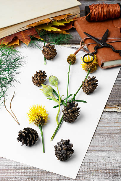 istock Herbarium of plants 544483738