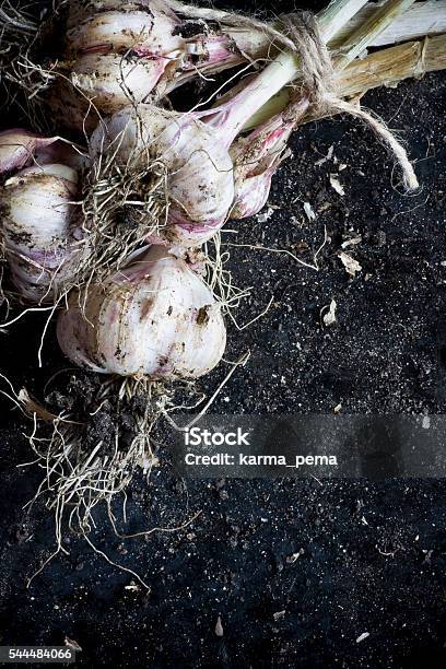Bunch Of Organic Homegrown Pink Garlic Stock Photo - Download Image Now - Antioxidant, Black Background, Bunch