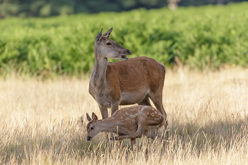 Red Deer (Cervus elaphus) mother and calf having a scratch.