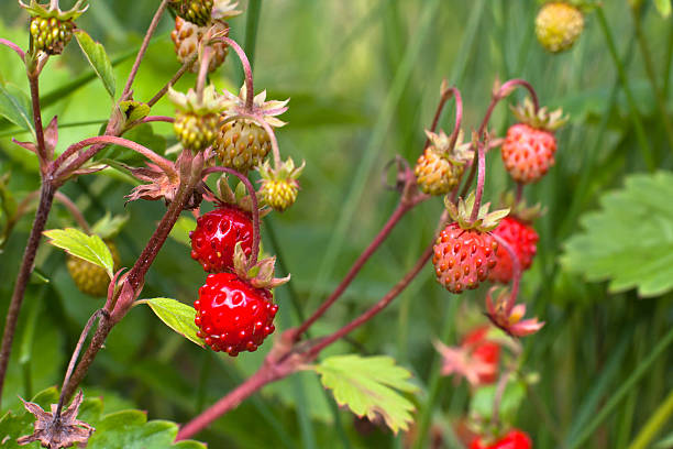 istock berries of wild strawberry (selective focus used) 544485364