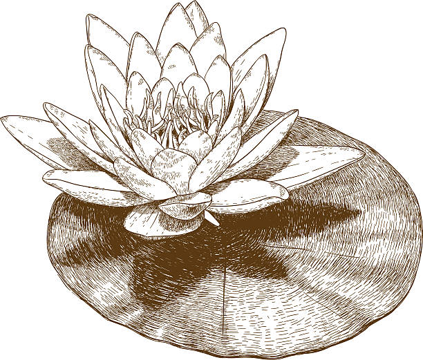 illustrations, cliparts, dessins animés et icônes de gravure illustration de la fleur de nénuphar - water lily single flower flower water