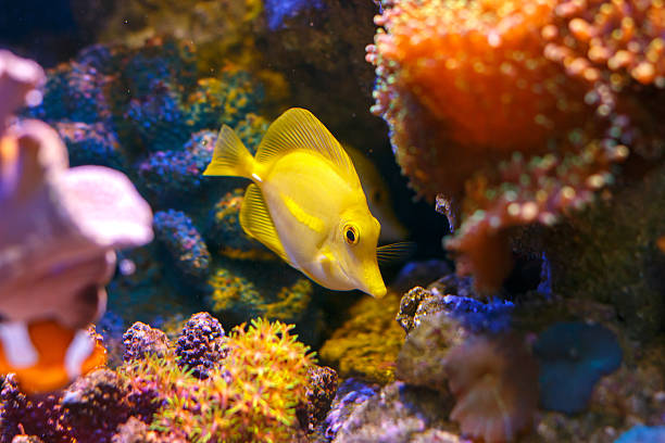 Yellow tang 'zebrasoma flavescens