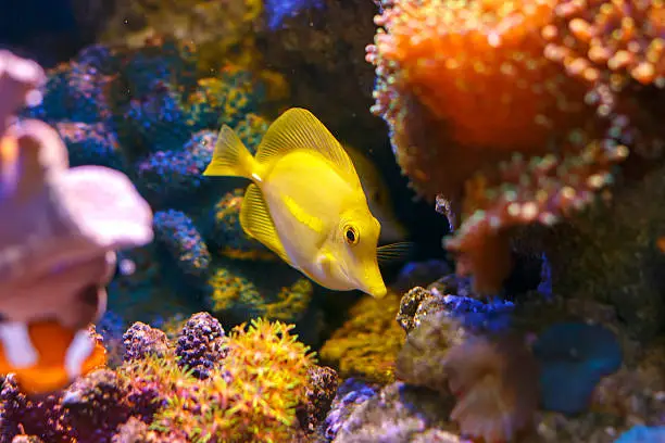 Photo of Yellow tang 'zebrasoma flavescens