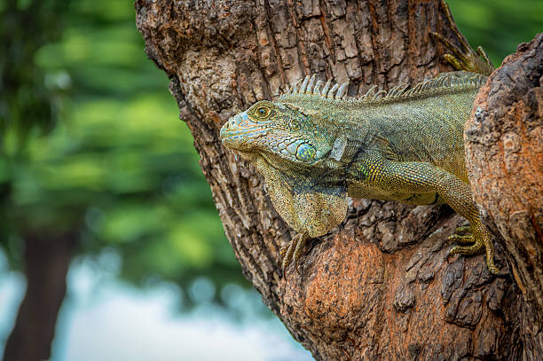 istock Iguana on a Seminario Park tree  - Guayaquil, Ecuador 544487202