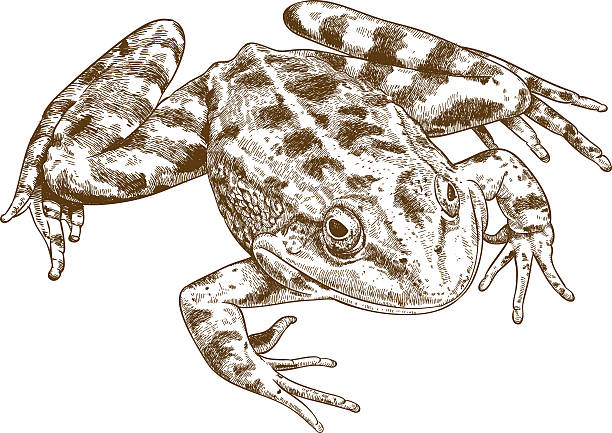 engraving illustration of frog Vector antique engraving illustration of frog isolated on white background frog illustrations stock illustrations