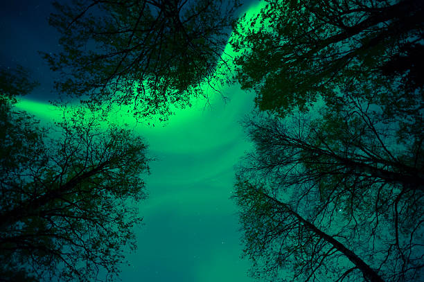 Aurora borealis corona above treetops