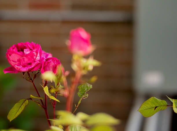 istock Bunch of flowers with blurred background wall 544487504