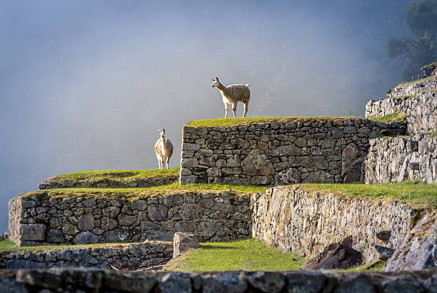 llamas en machu picchu terrazas - perú - provincia de cuzco fotografías e imágenes de stock