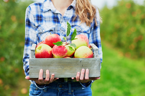 Woman holding crate with ripe organic apples on farm