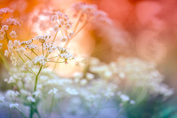 gros plan sur le persil de vache - cow parsley photos et images de collection