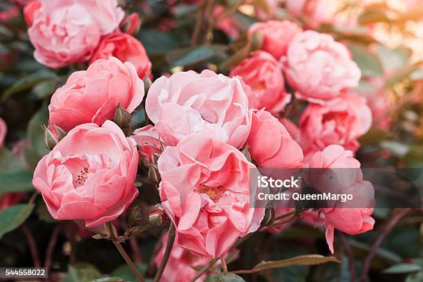 Bushes Pink Tea Rose In Vintage Film Effect With Toning Stock Photo - Download Image Now