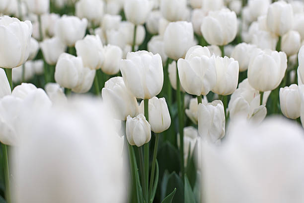 istock Beautiful white tulips flowerbed closeup. Flower background 544558034