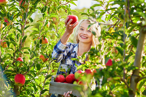 Beautiful young woman picking ripe organic apples in wooden crate in orchard or on farm on a fall day