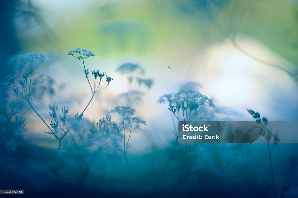 Meadow flores - Foto de stock de Naturaleza libre de derechos
