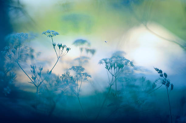 meadow の花 - nature flower macro summer ストックフォトと画像