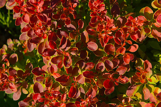 Japanese barberry bush