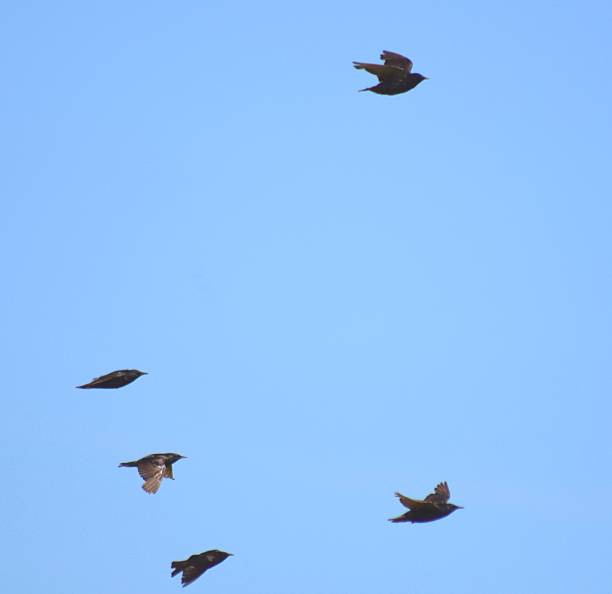 istock starling bird flock group in flight flying 544560842
