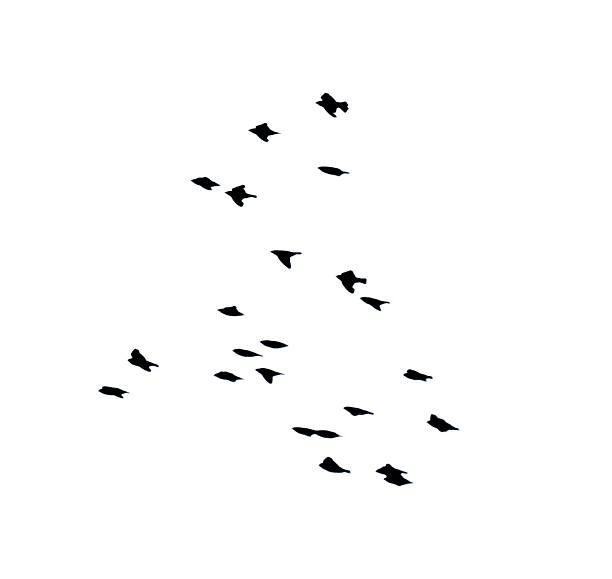 istock starling bird flock group in flight flying silhouette white background 544561202