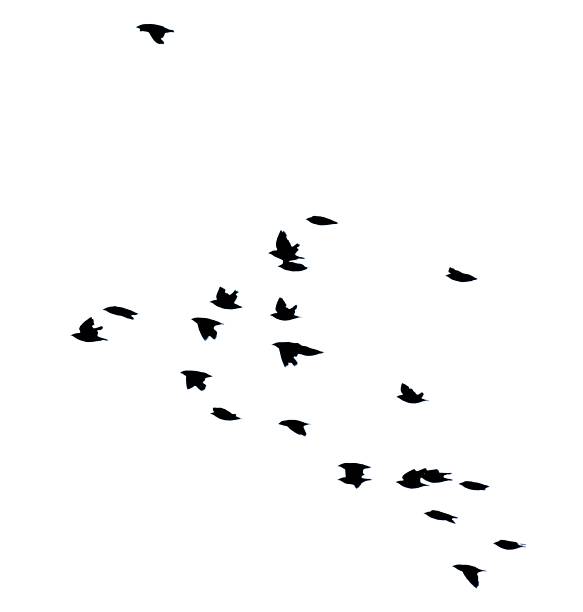 istock starling bird flock group in flight flying silhouette white background 544561216