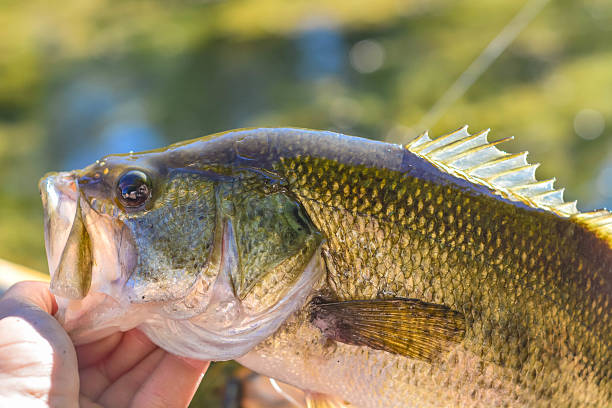 istock Largemouth bass up close 544562118