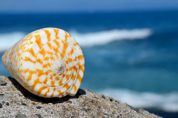 istock Shell on the beach with the ocean in the background. 544562914