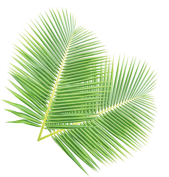 istock Green coconut leaves 544563160