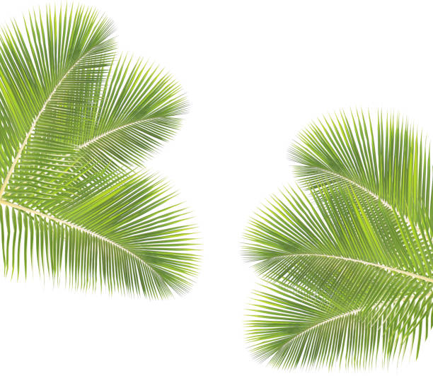 istock Green coconut leaves 544563296