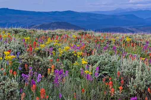 Wildflowers and Mountains in Colorado - Flat Tops Wilderness, Colorado USA.