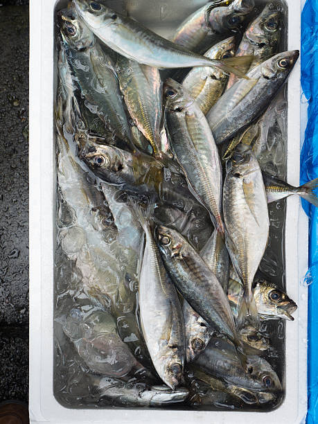 istock Horse mackerel lined up in the fresh fish shop 544564154
