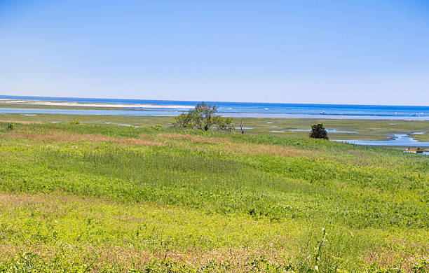 palude a wellfleet, ma cape cod. - cape cod new england sea marsh foto e immagini stock