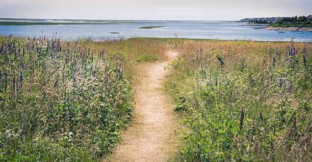 camino en cape cod. - cape cod new england sea marsh fotografías e imágenes de stock