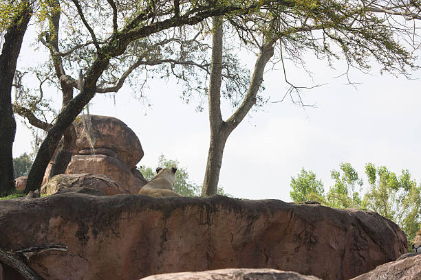 Rear view of Lioness laying on rocks overlooking below