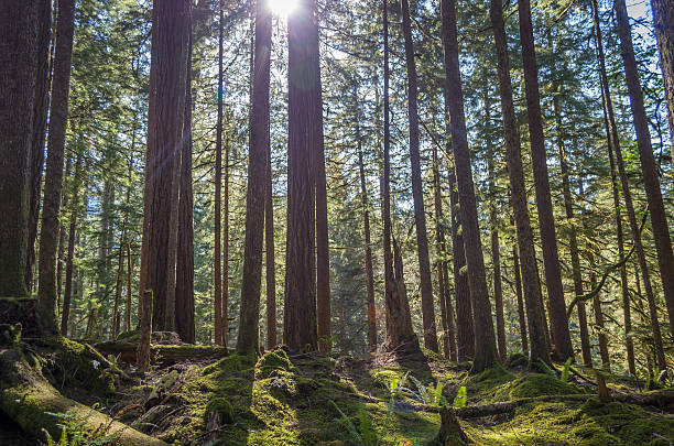 istock Sun shining through woods, Olympic National Park 544566472