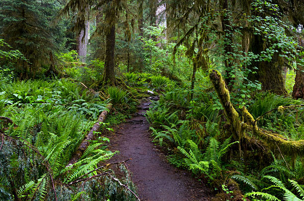istock Hall of Mosses trail, Olympic National Park 544567970