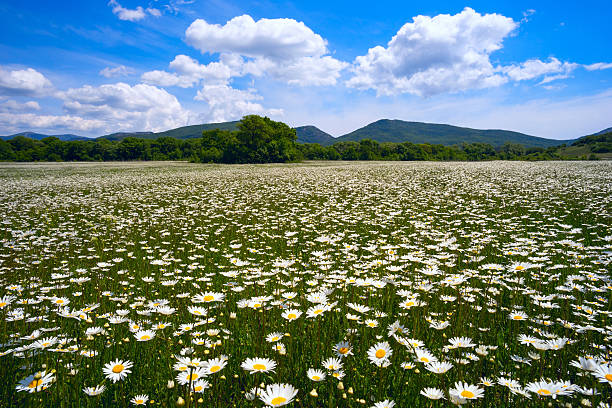 istock The field of daisies on a Sunny day. 544568604