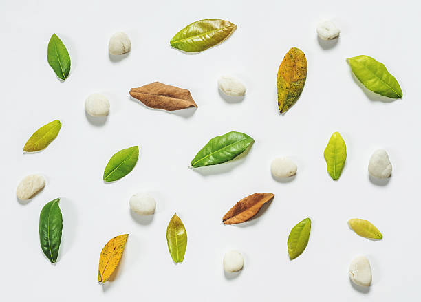 istock Leaves and pebble stones background 544571596
