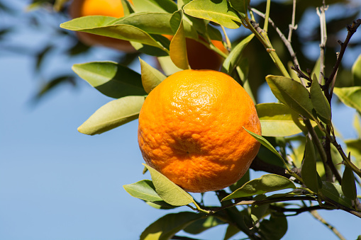 Tangerine or mandarin on a branch with leaves